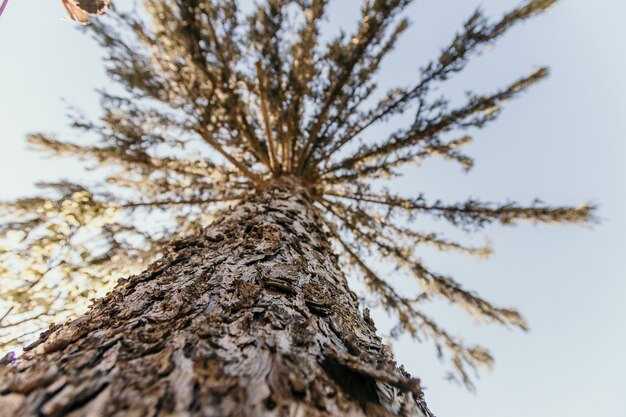 Árbol alto en el bosque bajo la luz del sol