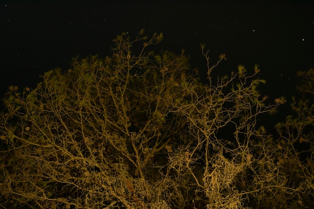 Árbol alto con cielo nocturno oscuro