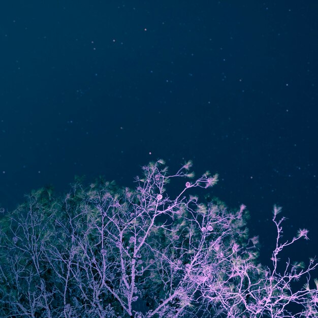 Árbol de ángulo bajo con fondo de noche estrellada