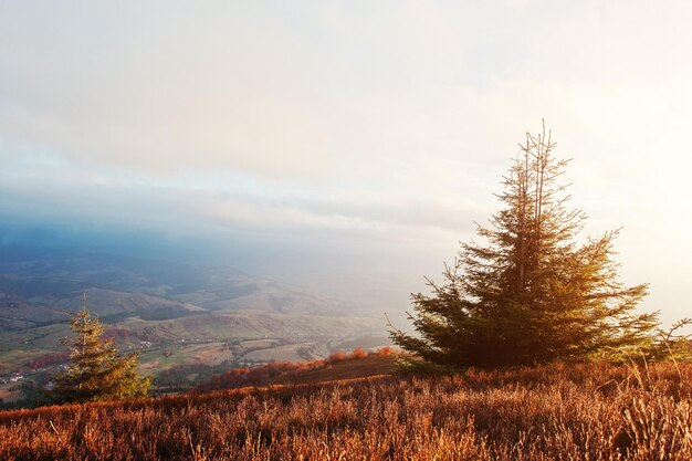 Árbol de año nuevo con escarcha en el majestuoso amanecer en el paisaje de las montañas
