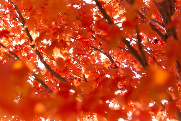 Árbol de arce con hojas rojas bajo la luz del sol durante el otoño con un fondo borroso
