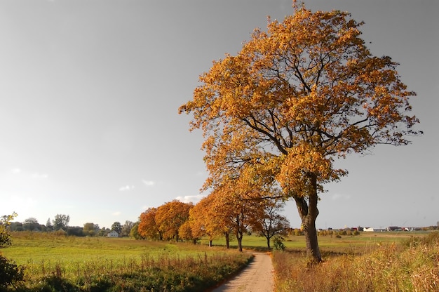 Árbol en el atardecer