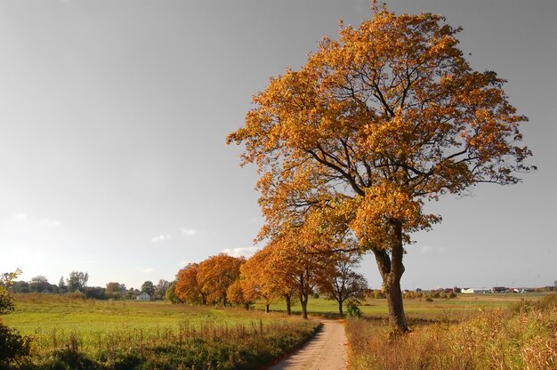 Árbol en el atardecer