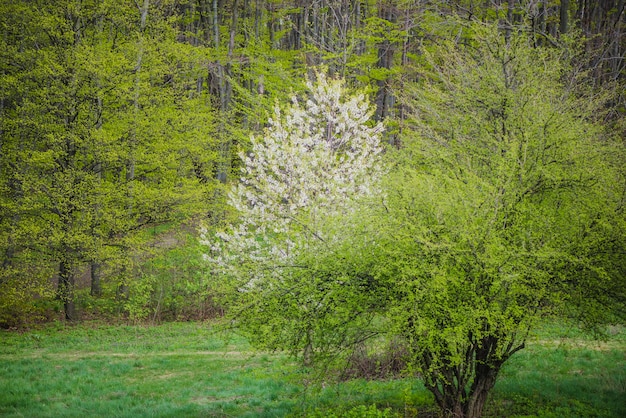 Árbol bonito frondoso