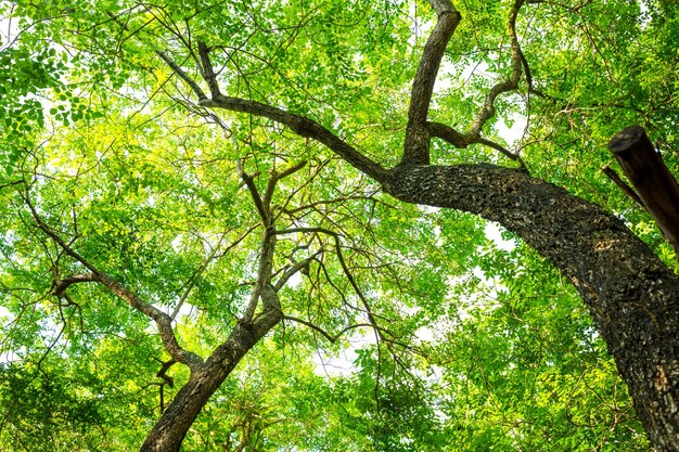 Árbol en el bosque con la hoja verde