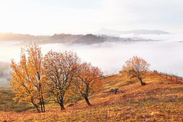 Árbol brillante en la ladera de una colina con vigas soleadas en el valle de la montaña cubierto de niebla.