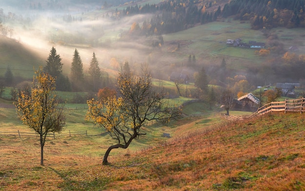 Árbol brillante en la ladera de una colina con vigas soleadas en el valle de la montaña cubierto de niebla.