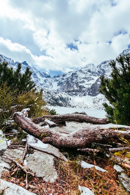 Árbol caído con paisaje nevado