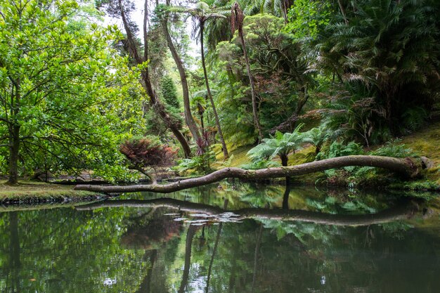 Árbol caído que refleja en el lago en el Parque Nacional Monte Rainier, Seattle, estado de Washington