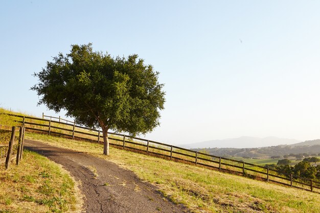 Árbol por camino de tierra