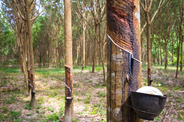 Árbol de caucho y cuenco relleno de látex.