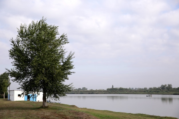 Árbol cerca de la cabaña en la orilla del lago