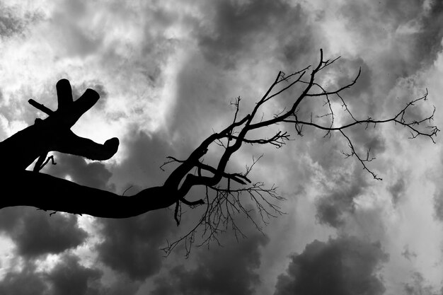 Árbol y cielo blanco y negro