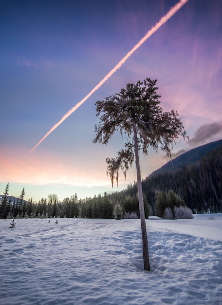 Árbol en claro del bosque nevado bajo cielo despejado