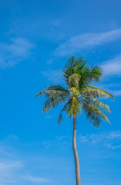 Árbol de coco sobre el cielo azul.