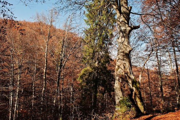 Árbol de corteza con musgo en bosque colorido de otoño