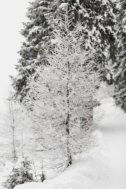 Árbol cubierto de escarcha en el bosque