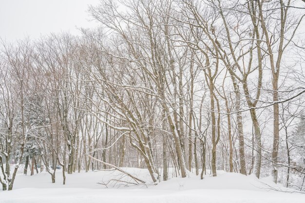 Árbol cubierto de nieve en el día de la tormenta de invierno en las montañas del bosque