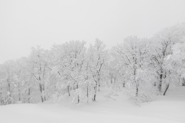 Árbol cubierto de nieve en el día de la tormenta de invierno en las montañas del bosque