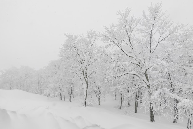 Árbol cubierto de nieve en el día de la tormenta de invierno en las montañas del bosque