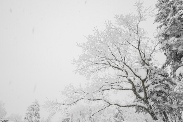 Árbol cubierto de nieve en el día de la tormenta de invierno en las montañas del bosque