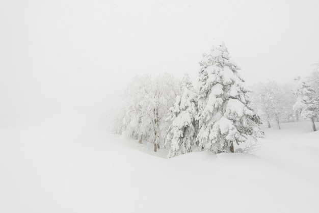 Árbol cubierto de nieve en el día de la tormenta de invierno en las montañas del bosque