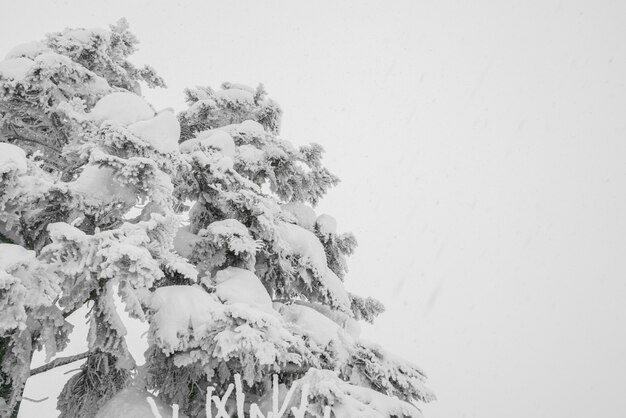 Árbol cubierto de nieve en el día de la tormenta de invierno en las montañas del bosque