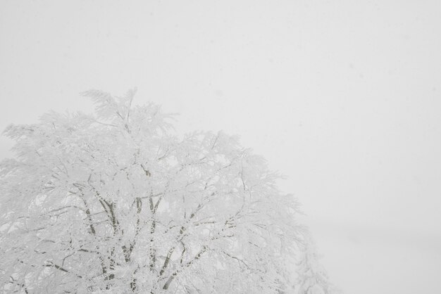 Árbol cubierto de nieve en el día de la tormenta de invierno en las montañas del bosque