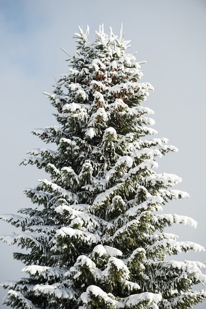 Árbol cubierto de nieve en invierno