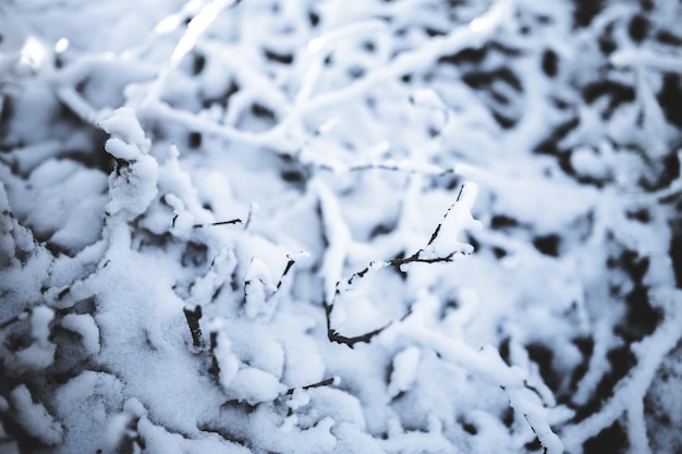 Árbol cubierto de nieve