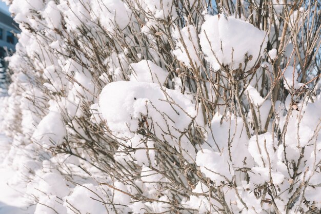 Árbol cubierto de nieve