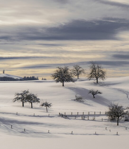 Árbol desnudo sobre suelo cubierto de nieve durante el día