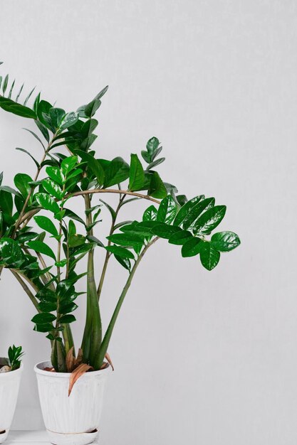 Árbol del dólar o Zamioculcas zamiifolia contra una pared gris claro Gema de Zanzíbar para decorar su hogar y oficina Idea interior para el marco vertical del espacio habitable de la oficina