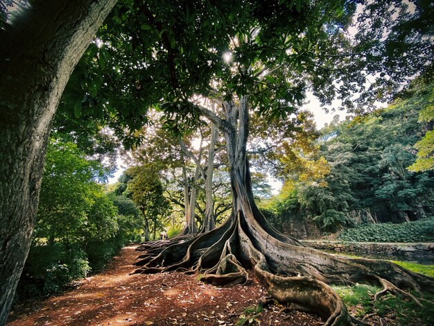 Árbol exótico con raíces en el suelo en medio de un hermoso bosque