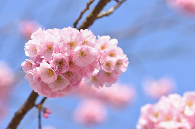 Árbol de flor. Fondo de naturaleza en un día soleado. Flores de primavera. Hermoso huerto y abstracto borrosa