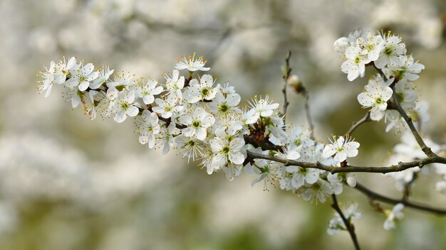 Árbol de flor. Fondo de naturaleza en un día soleado. Flores de primavera. Hermoso huerto y abstracto borrosa