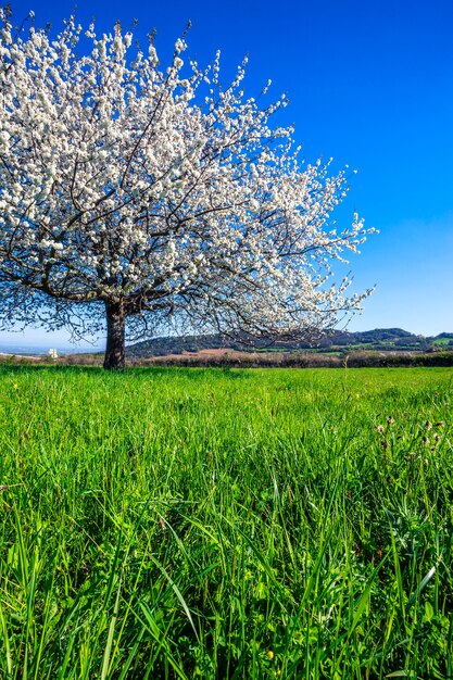 Árbol floreciente blanco grande en primavera.