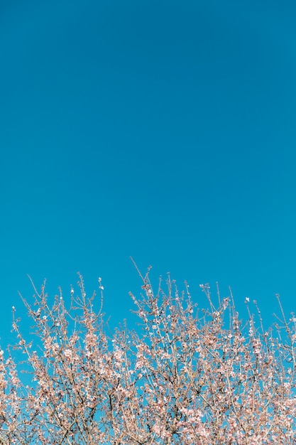 Árbol floreciente y cielo despejado con espacio de copia