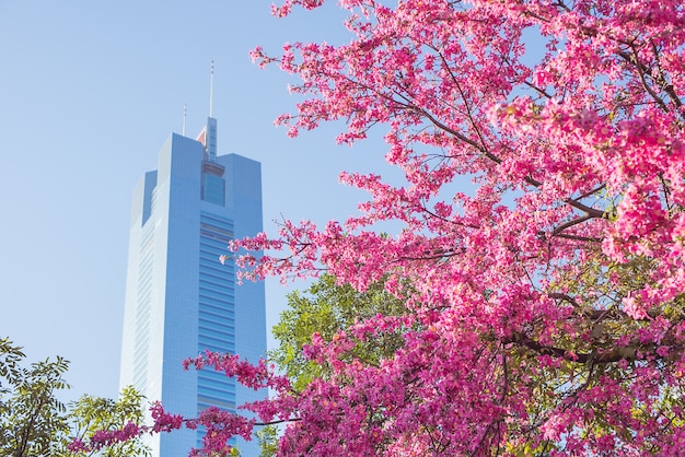 Árbol florido en la ciudad