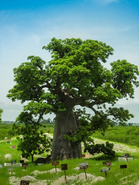 Árbol gigante