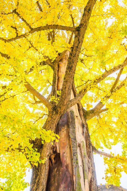 Árbol de ginkgo en japón