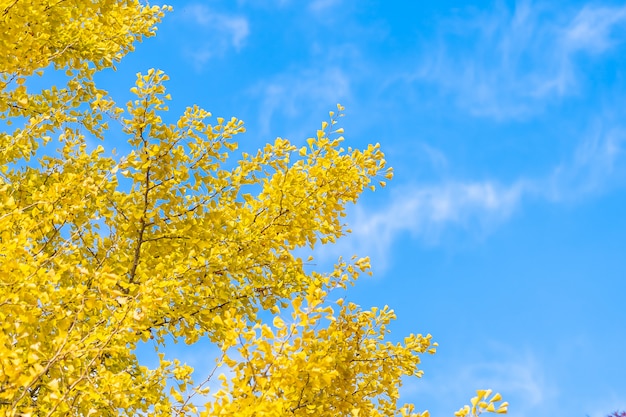 Árbol de hoja de ginkgo amarillo