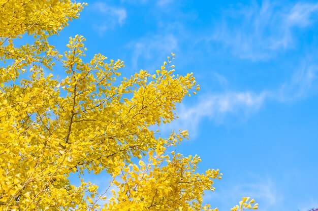 Árbol de hoja de ginkgo amarillo