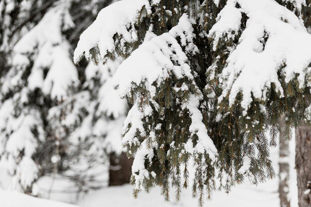 Árbol de hoja perenne en la nieve