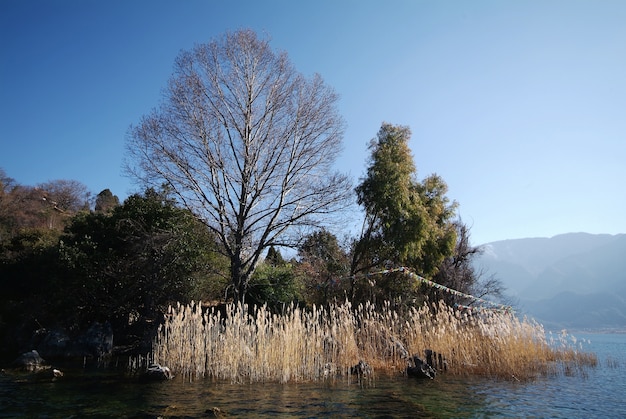 Árbol sin hojas en un bosque verde