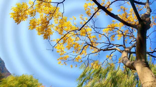 Árbol con hojas doradas