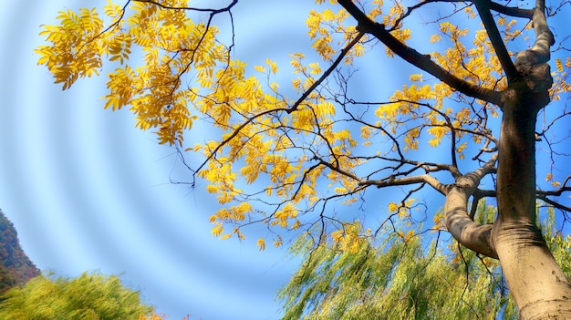 Árbol con hojas doradas