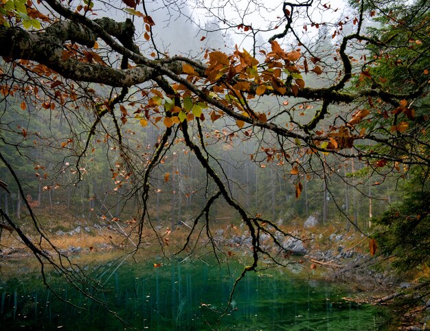 Árbol con hojas de naranja y un lago Zugspitze en Eibsee