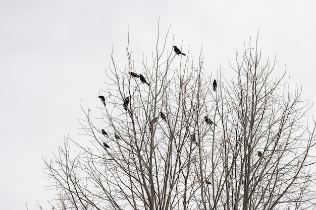 Árbol sin hojas con pájaros en las ramas.