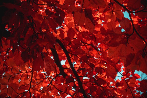 Árbol de hojas rojas durante el día.